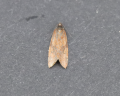 Clepsis moeschleriana