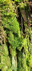 Lepidoziaceae