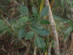 Allophylus decipiens