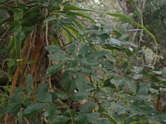 Allophylus decipiens