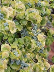 Maireana pyramidata