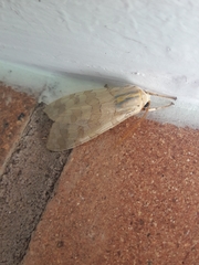 Halysidota tessellaris