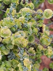 Maireana pyramidata