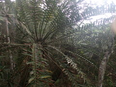 Encephalartos