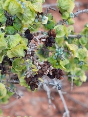 Maireana pyramidata