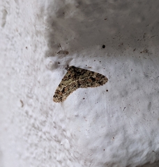 Necyopa ioge