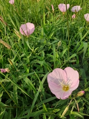 Oenothera speciosa