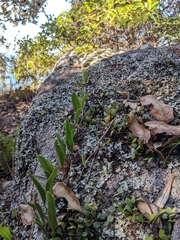 Pyrrosia rupestris