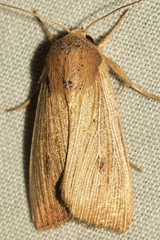 Leucania joannisi