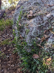 Pyrrosia rupestris