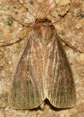 Lenisa geminipuncta