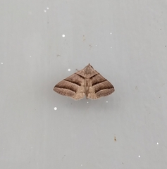 Polypogon nothusalis