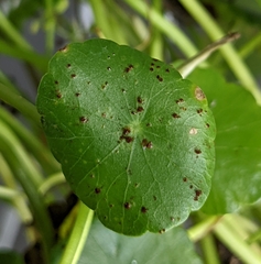 Puccinia hydrocotyles