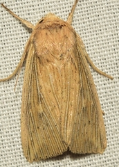 Mythimna congrua