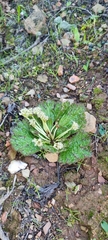 Arctopus echinatus