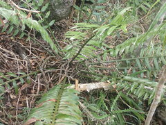 Encephalartos altensteinii