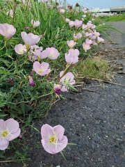 Oenothera speciosa
