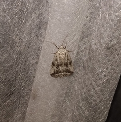 Phyllophila obliterata