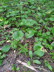 Ranunculus cassubicus