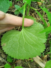 Ranunculus cassubicus