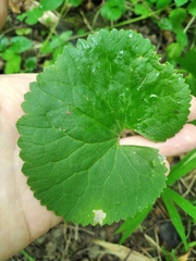Ranunculus cassubicus