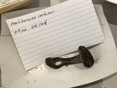 Strobilomyces confusus