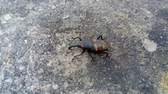 Cactophagus spinolae