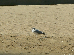 Chroicocephalus cirrocephalus poiocephalus