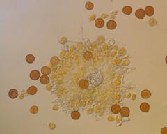 Puccinia hydrocotyles