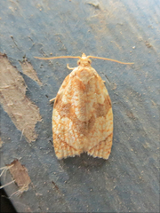 Adoxophyes negundana