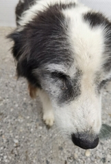 Canis familiaris
