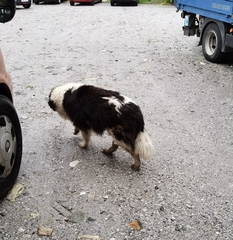 Canis familiaris