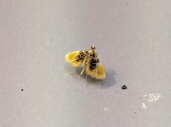 Thysanoidma octalis