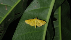 Endocrossis caldusalis