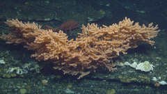 Primnoa pacifica