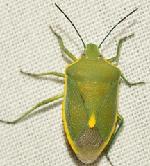 Brachynema germarii