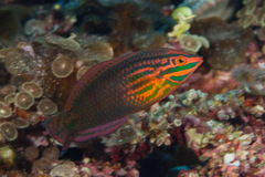 Biocellate Wrasse photo 2