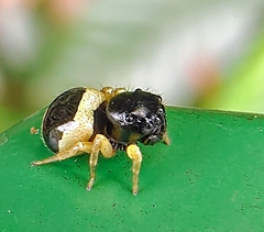 Pystira ephippigera