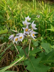 Solanum carolinense