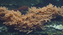 Primnoa pacifica