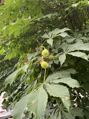 Aesculus hippocastanum