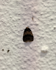 Eugoa bipuncta
