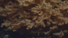 Primnoa pacifica