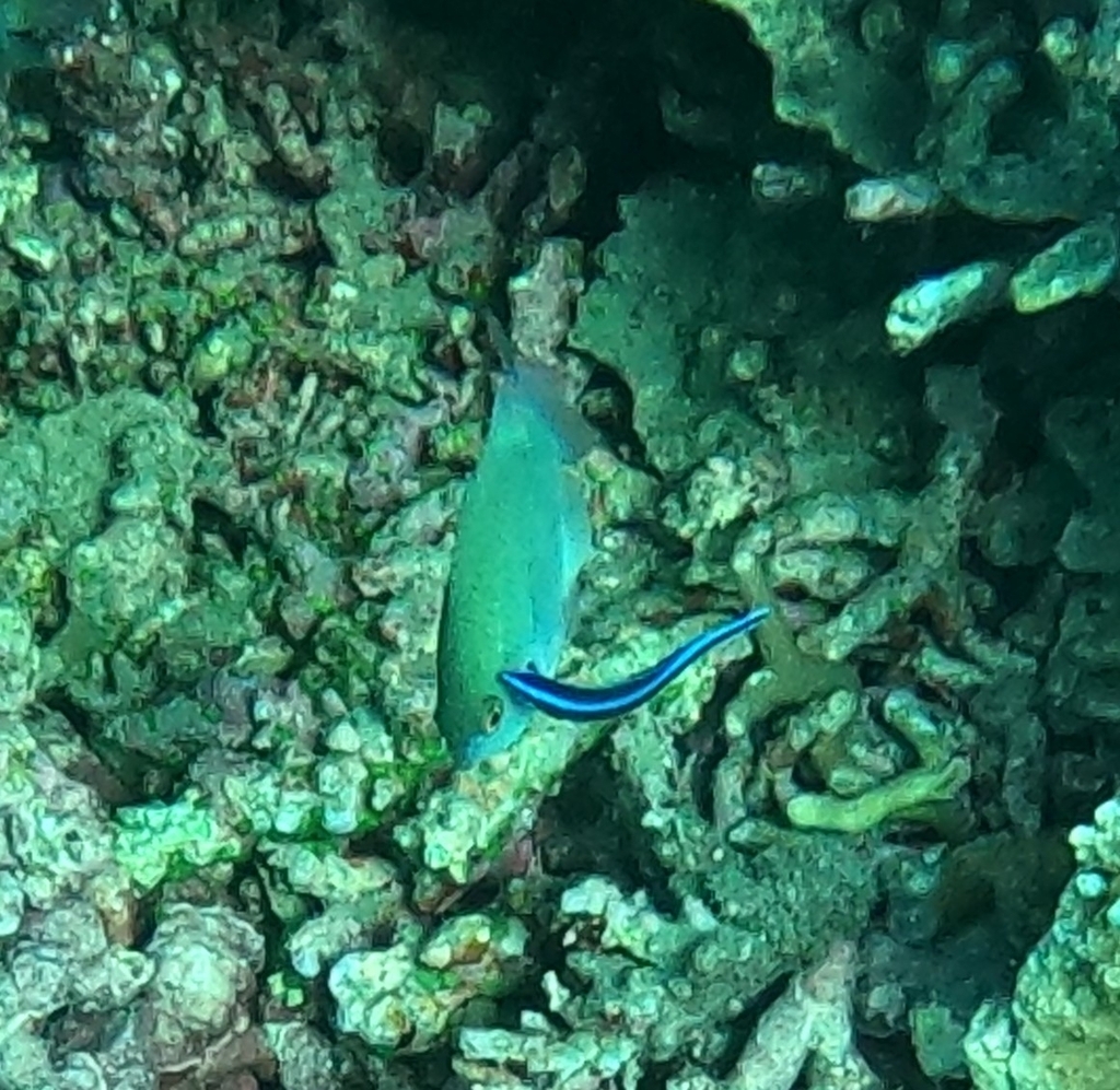 Bluestreak cleaner wrasse