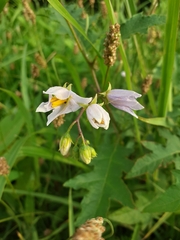 Solanum carolinense