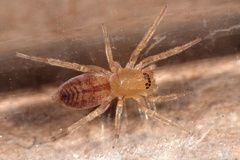Clubiona corticalis