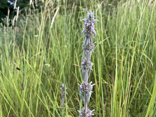 čistec nemecký (Stachys germanica)