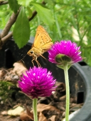 Cephrenes trichopepla