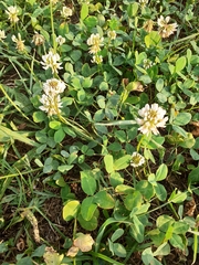 Trifolium repens
