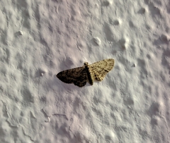 Gymnoscelis confusata